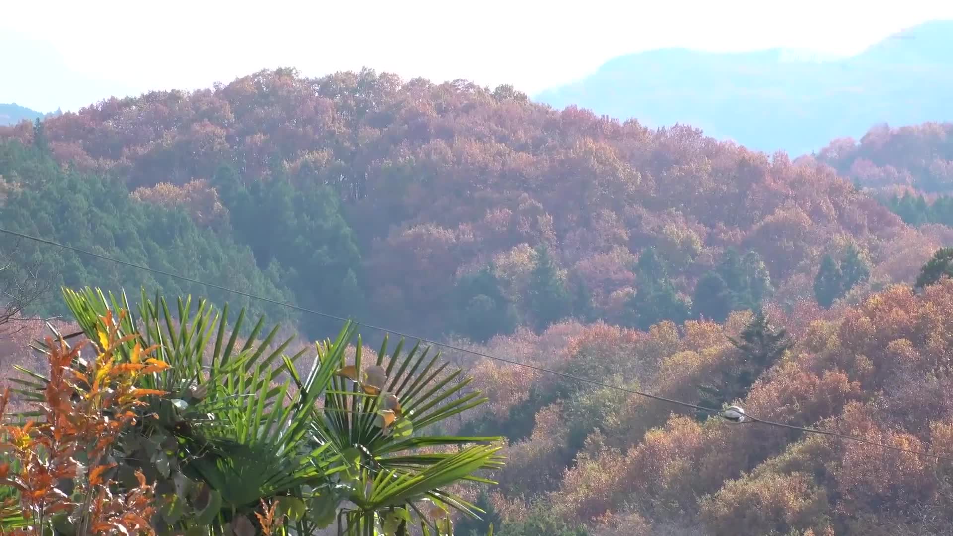 被放置在真正大学狂热者旁的本庄铃 - AV大平台-中文字幕,成人影片,AV,国产,线上看